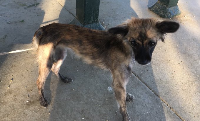 2 pic. Literally how did someone just leave this girl tied up at the dog park. She’s so pretty and an