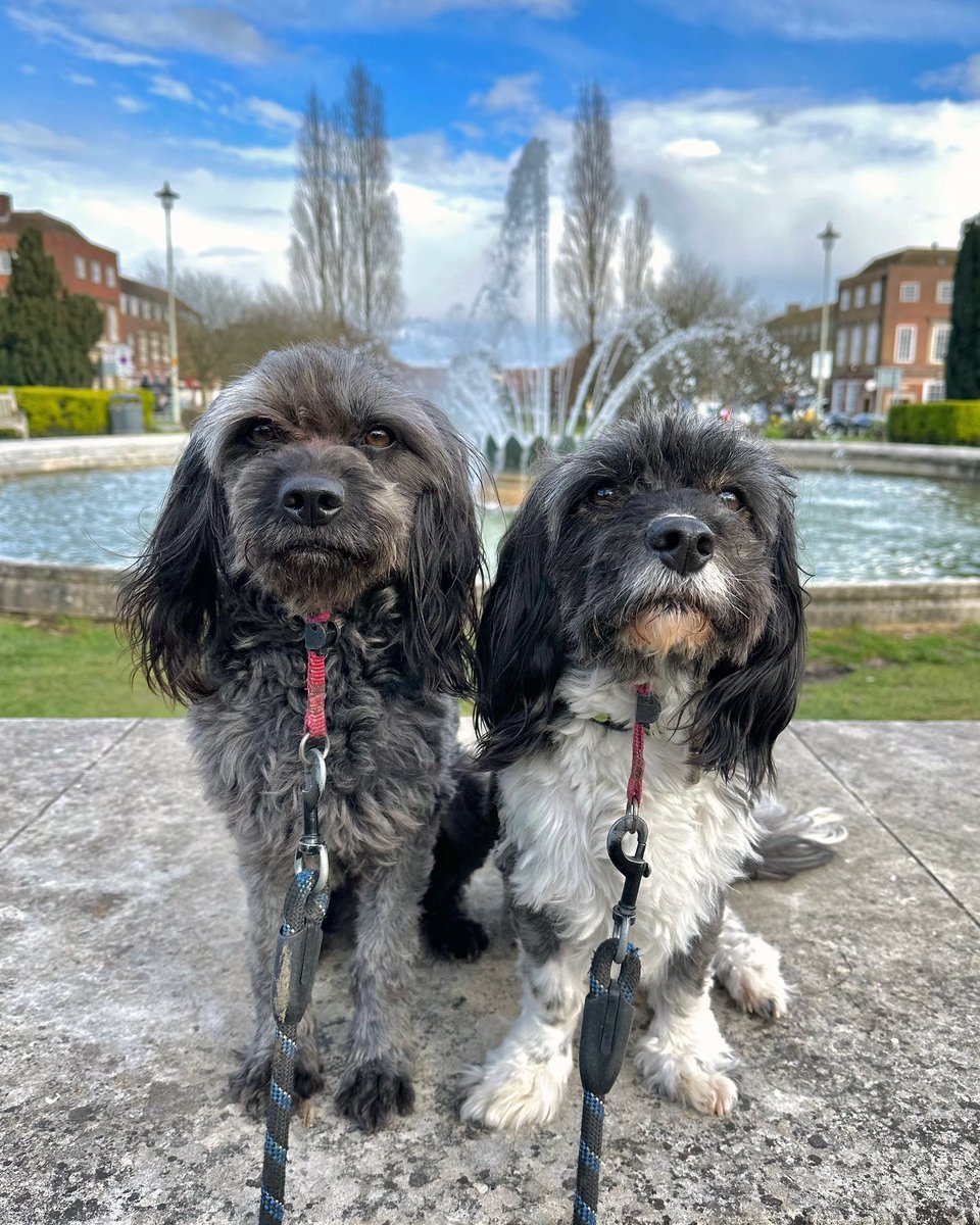 Looked after these two darlings last week. Such a pleasure - they’re such good dogs. #dog #dogs #dogsitting #gooddogs #cavapoolovers #cavapoo