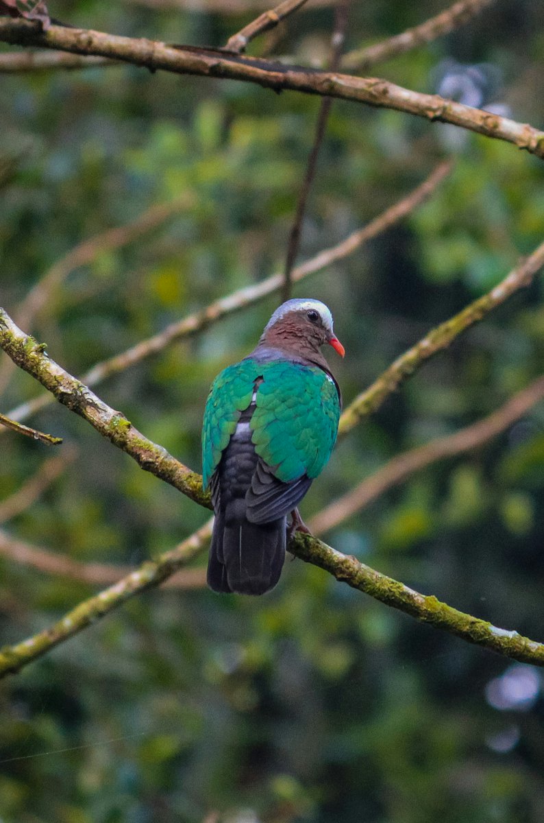 Emarald dove is absolute an emerald among the woods #NatureBeauty