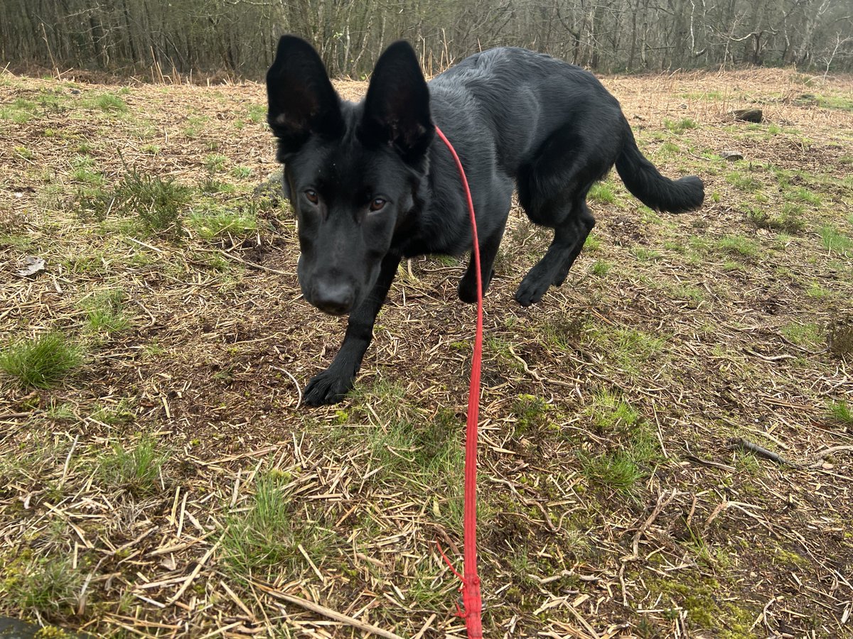 Welcome to new pup L. He’s a 5 month old GSD with a wonderful personality. After a few trials and meeting the gang, he’ll be joining us on various walks throughout the week. I’ve the pleasure of having him every day this week 😍