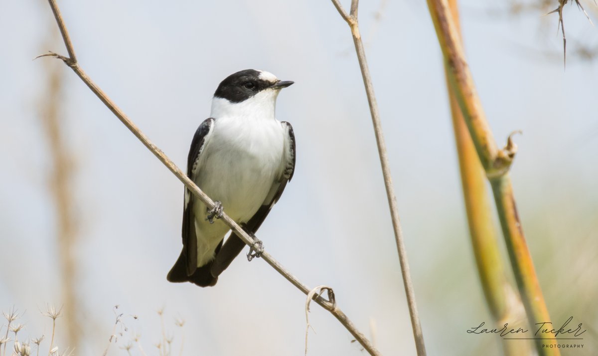 Collared Flycatcher - Ficedula albicollis
Cyprus 🇨🇾
April 2024
@CanonUKandIE | #cyprusbirds