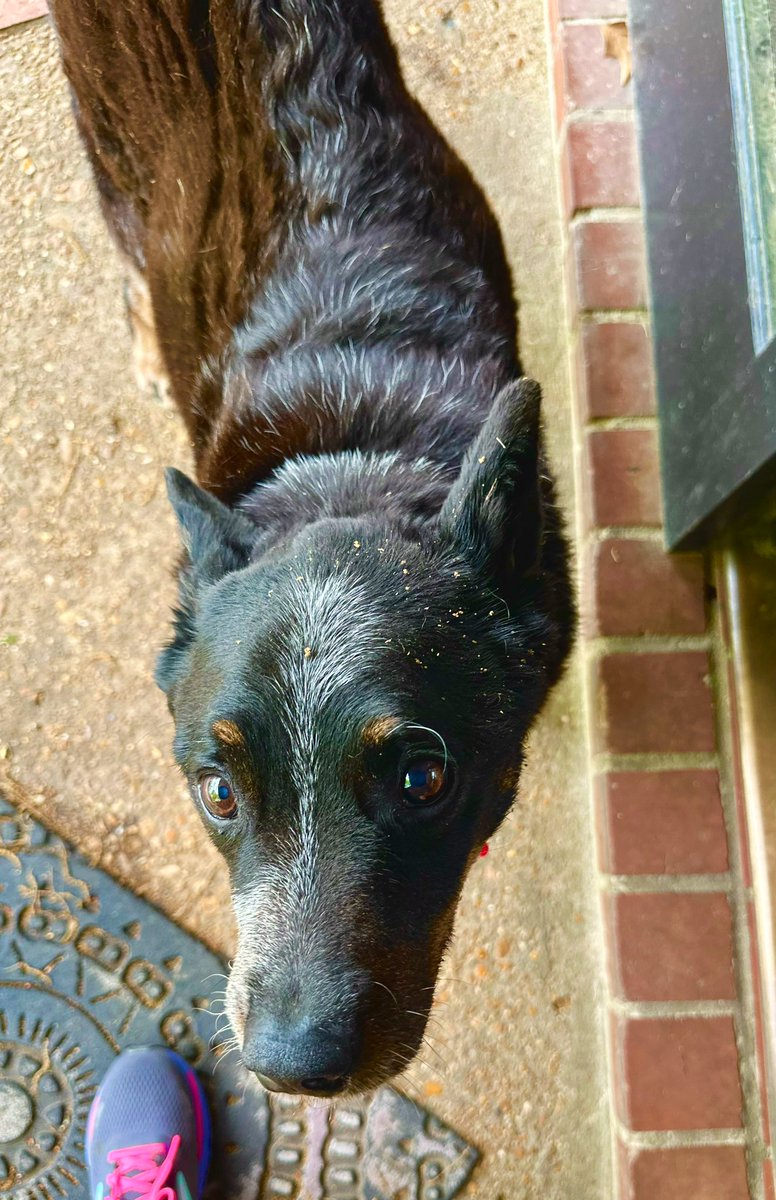 Live look at our resident black (now green) dog meteorologist for today’s pollen count