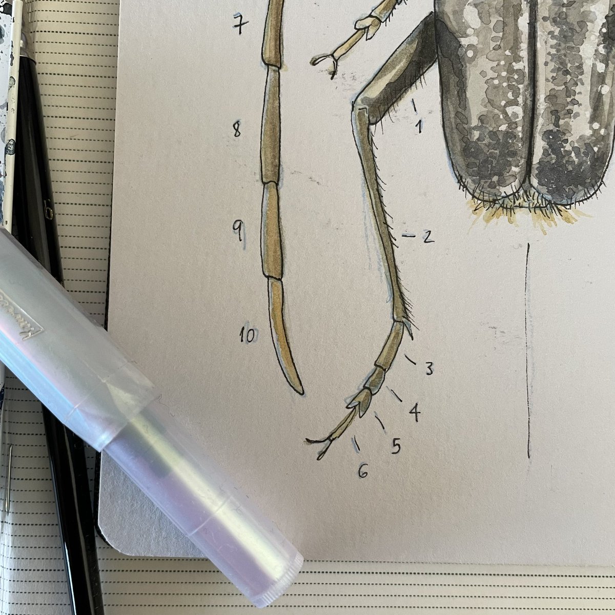 Sunday Sketch // Vesperus bolivars 
.
.
#ilustração #illustration #desenho #sketchbook #sketching #sketchbookdrawing #naturedrawing #naturesketching #nature #natureza #watercolours #hahnemühle #insect #insectart #Cerambycidae #vesperusbolivaris #winsornewton #kaweco #kawecosport