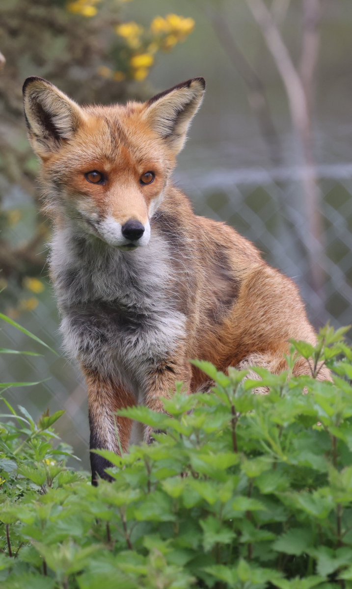Gorgeous Fox - @GP_wildlife