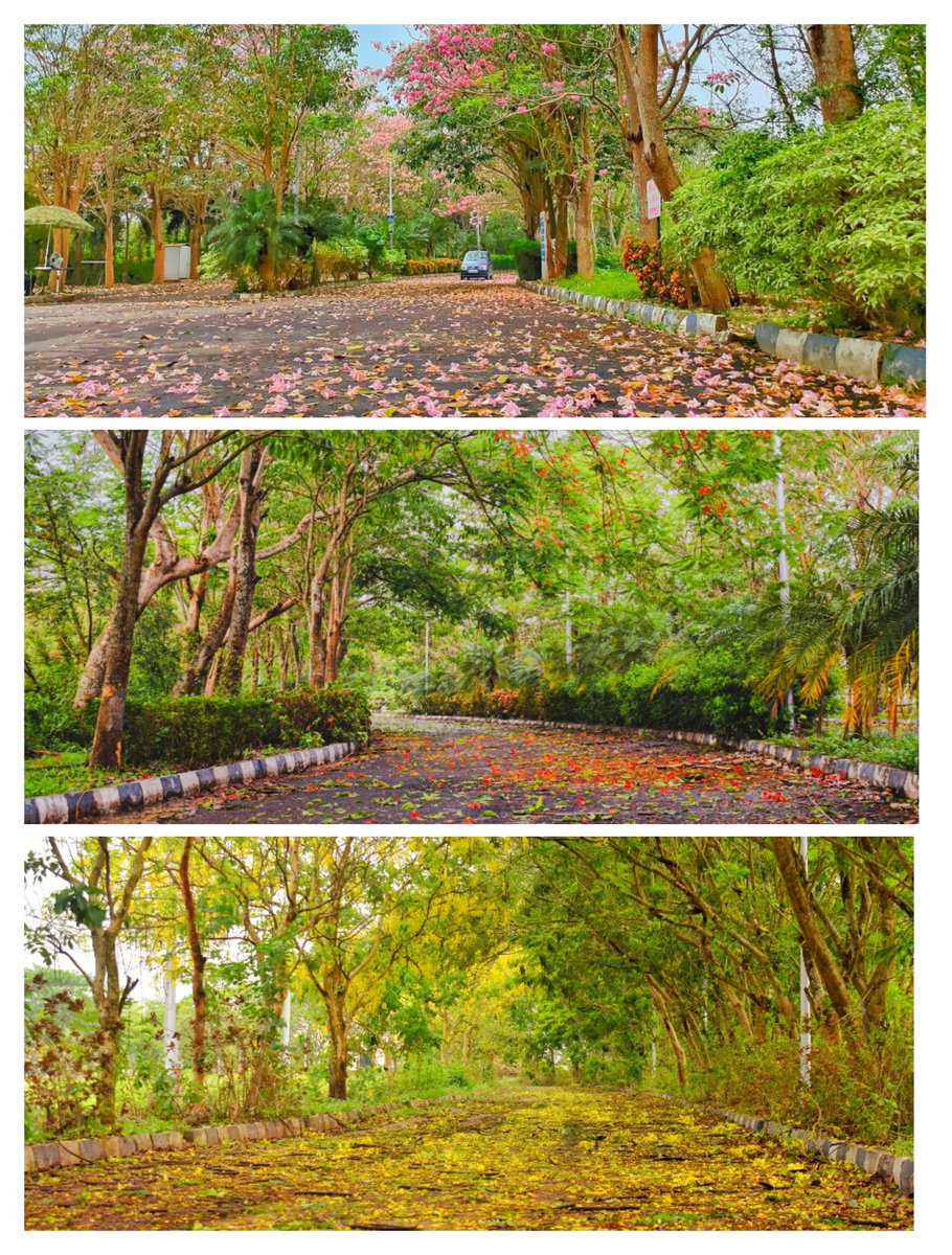 Department of Chemical Sciences IISER Kolkata (@dcsiiserkol) on Twitter photo Explore science with amazing faculty members & research scholars around you in this beautiful campus! <a href="/dcsiiserkol/">Department of Chemical Sciences IISER Kolkata</a> <a href="/iiserkol/">IISER Kolkata</a>
Thanks to <a href="/Sabyasa14088588/">Sabyasachi Das</a> for this amazing clicks!
Visit dcsiiserkol.com for more details. Explore science with amazing faculty members & research scholars around you in this beautiful campus! <a href="/dcsiiserkol/">Department of Chemical Sciences IISER Kolkata</a> <a href="/iiserkol/">IISER Kolkata</a>
Thanks to <a href="/Sabyasa14088588/">Sabyasachi Das</a> for this amazing clicks!
Visit dcsiiserkol.com for more details.