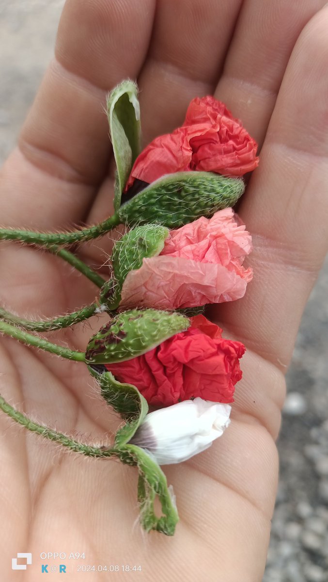 لإنسان غالي على قلبي ❤ #ماشا