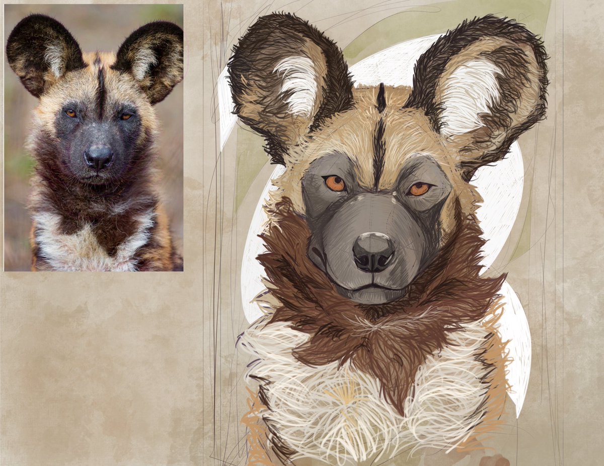 African Wold Dog portrait. Done last year for one of my painting classes.