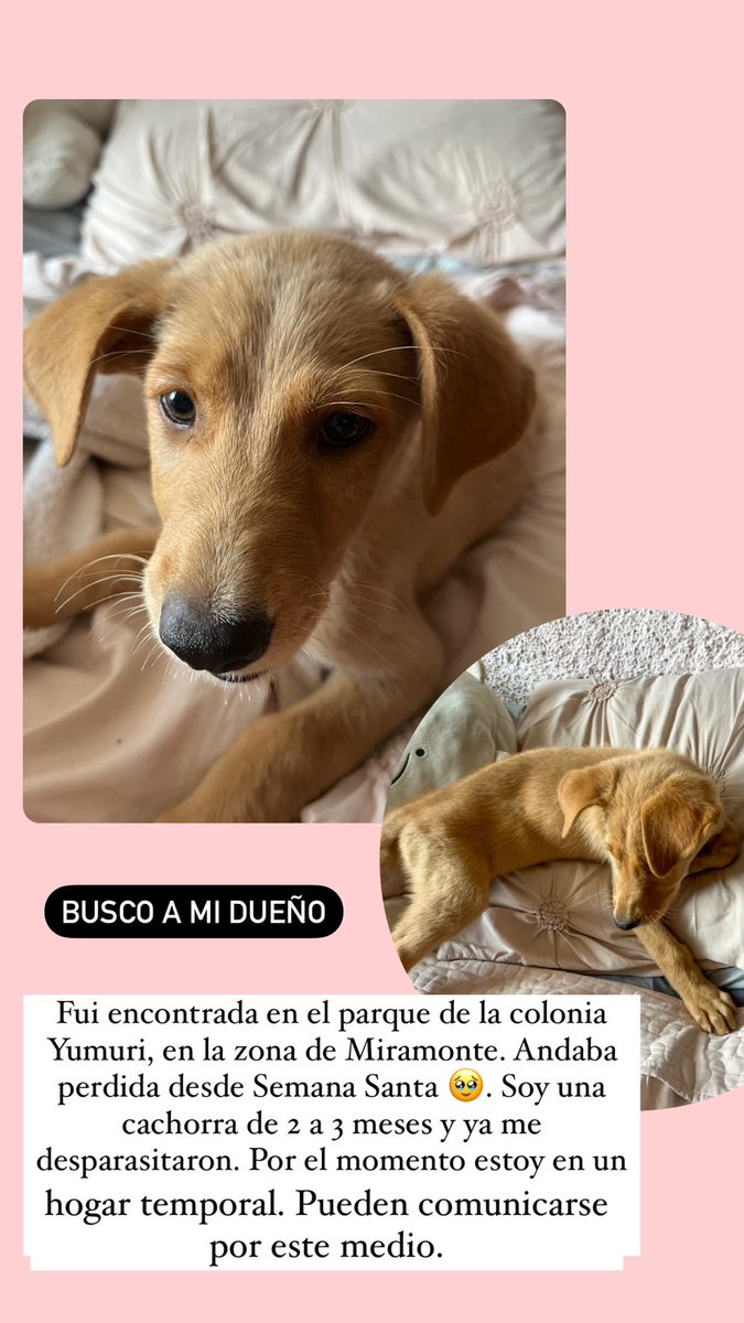 Bea. tweet media