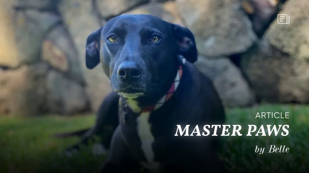🗞️ MASTER PAWS - by Belle 🐾
.
“Geoffrey sat down to write his article today when I nudged his elbow with my nose and said, “Hey Master buddy, I’ll do the article! You just sit back & channel me.””

bit.ly/3TS9VIL

#belle #wisdom #channeling #aprilfools #fun #love