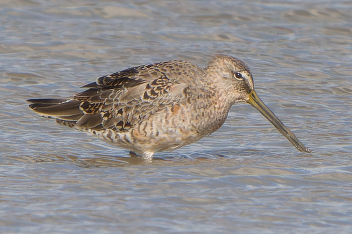 Cley's celebrity Long-billed Dowitcher is really beginning to colour up now. Hopefully he'll remain until he completes his moult into full summer plumage, and hopefully he'll come nice and close for photos then.