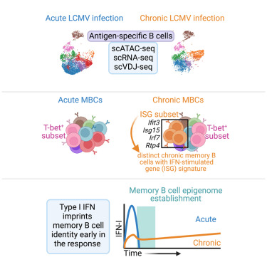 Waggoner Lab (@labwaggoner) on Twitter photo IFN-I governs chromatin landscape and phenotype of memory B cells during a critical early window, disrupting memory formation in chronic virus infection <a href="/KimLJacobson/">Kim Good-Jacobson</a> <a href="/ImmunityCP/">Immunity</a> <a href="/coopernatant/">Lucy Cooper</a>
cell.com/immunity/fullt… IFN-I governs chromatin landscape and phenotype of memory B cells during a critical early window, disrupting memory formation in chronic virus infection <a href="/KimLJacobson/">Kim Good-Jacobson</a> <a href="/ImmunityCP/">Immunity</a> <a href="/coopernatant/">Lucy Cooper</a>
cell.com/immunity/fullt…