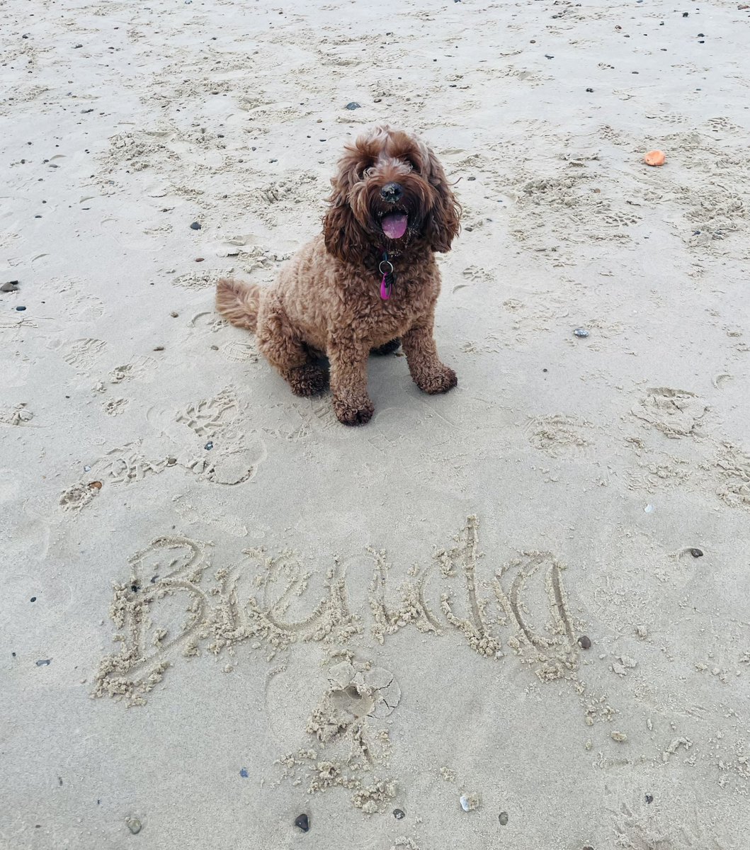 #dogs I luff de beach! #southwold