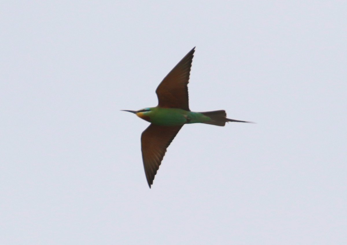 Most likely bird of the day for those who connected. Blue-cheeked Bee-eater Paphos Lighthouse this morning. @shelister @birdsaroundcy. Exactly 30 years since we last saw them.