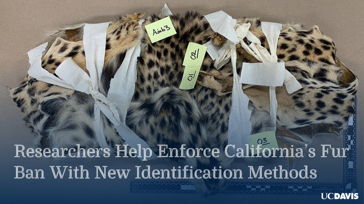 Furry Forensics: UC Davis researchers are helping develop methods to identify animal furs based on protein — and help enforce California’s fur ban. via @ucdavismagazine ucdav.is/3POr311