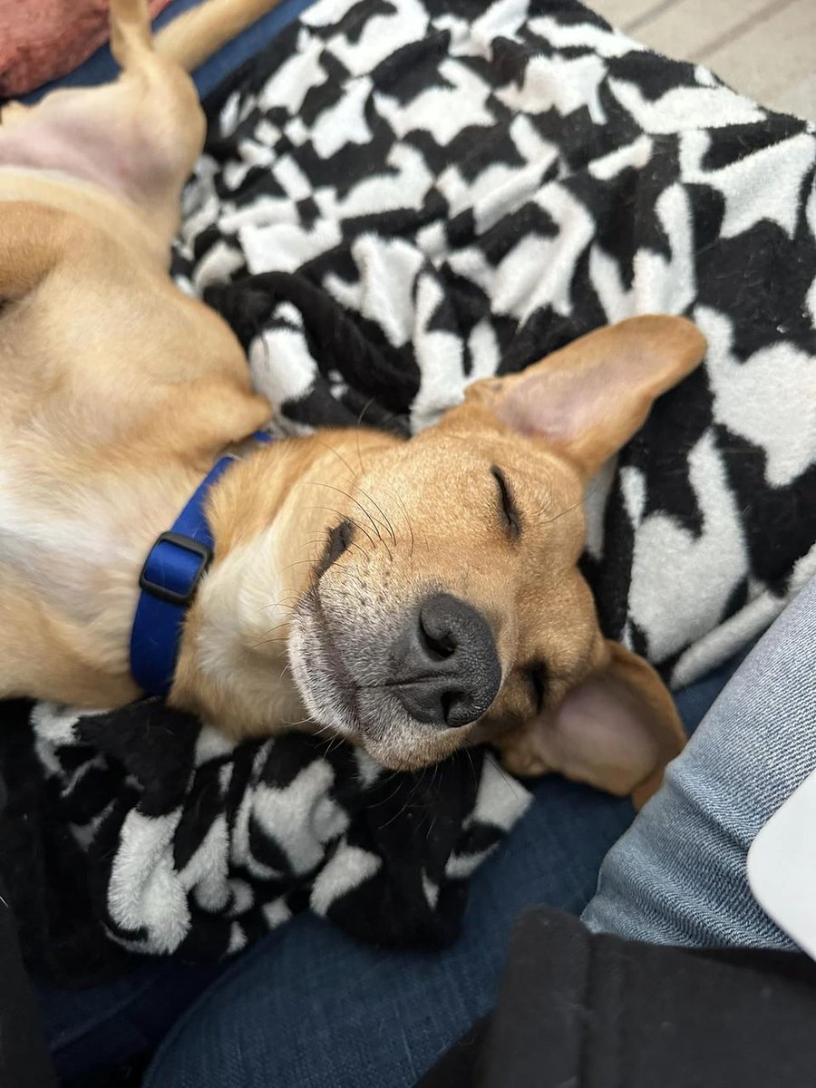 Captain's adopter recently shared with us a sweet message about their new best friend: 'He loves cuddles and pets, playing with his friends in the dog park, and perching on different furniture pieces! We cannot thank LDCRF enough for letting us adopt this sweet boy!'