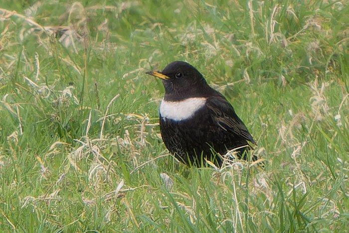 Smart male Ring Ouzels are one of the highlights of early spring. This one was at Salthouse yesterday evening, though there's been no sign of it today. (More pics as usual at cleybirds.com.)