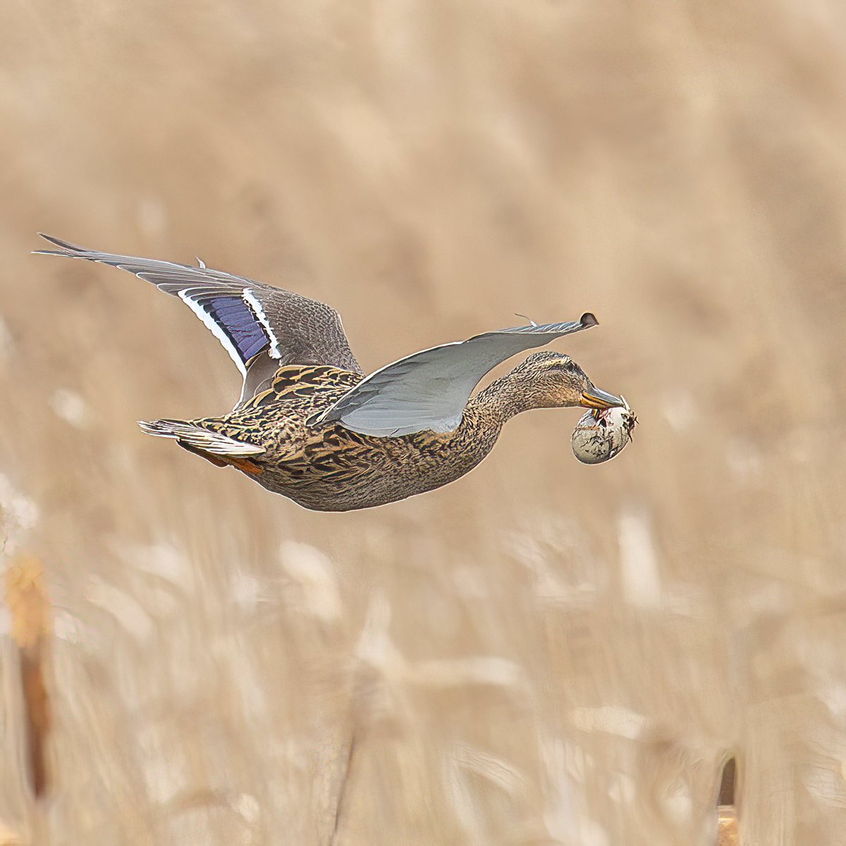 First time I’ve ever seen a duck carrying what I think is a hatching egg from one pond to another 😲😲😲. Seen over fowlmere RSPB Cambridgeshire