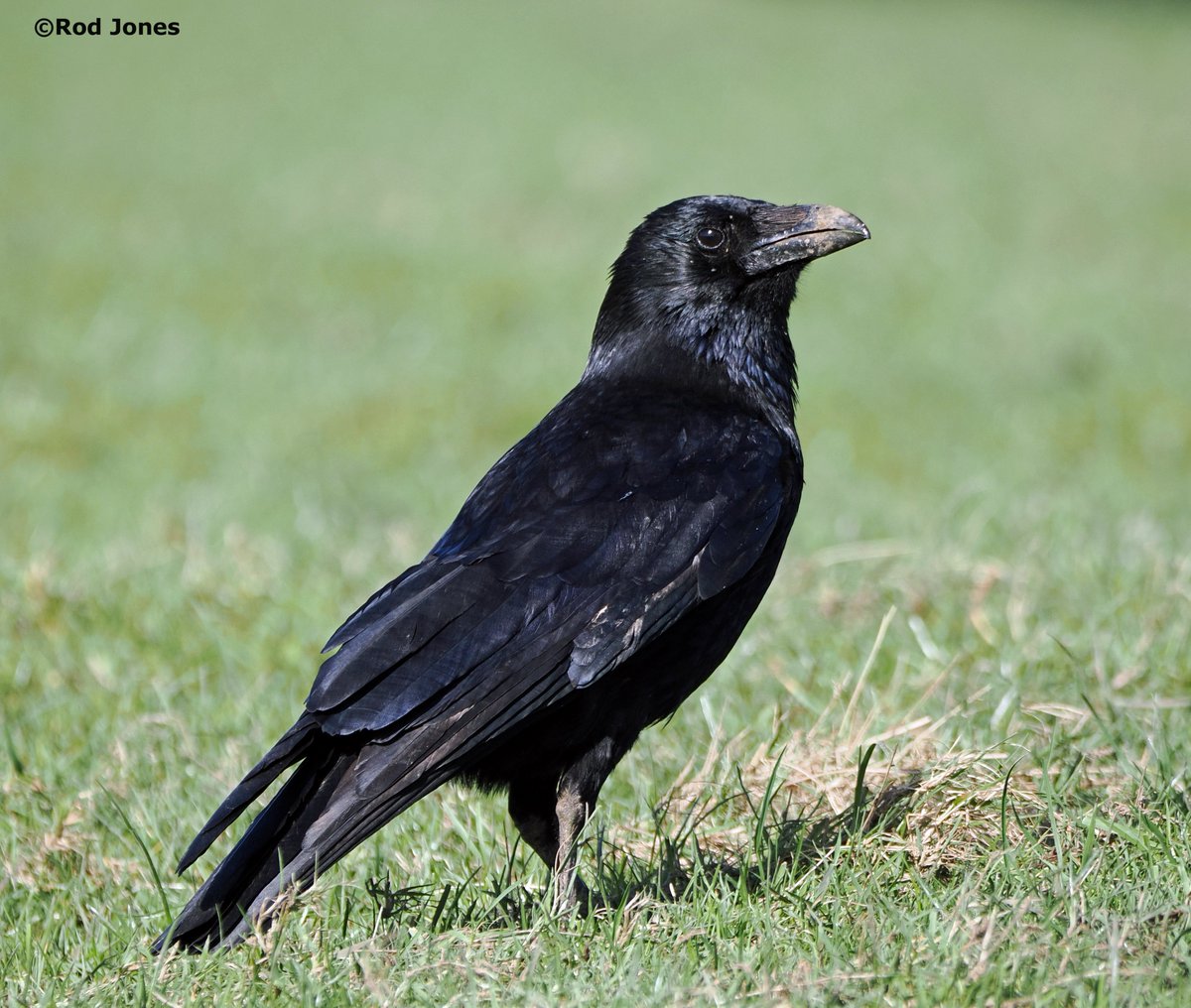 Carrion crow in Shelf Woods, Halifax. #ThePhotoHour #TwitterNatureCommunity #wildlife #NaturePhotography #birds #corvids