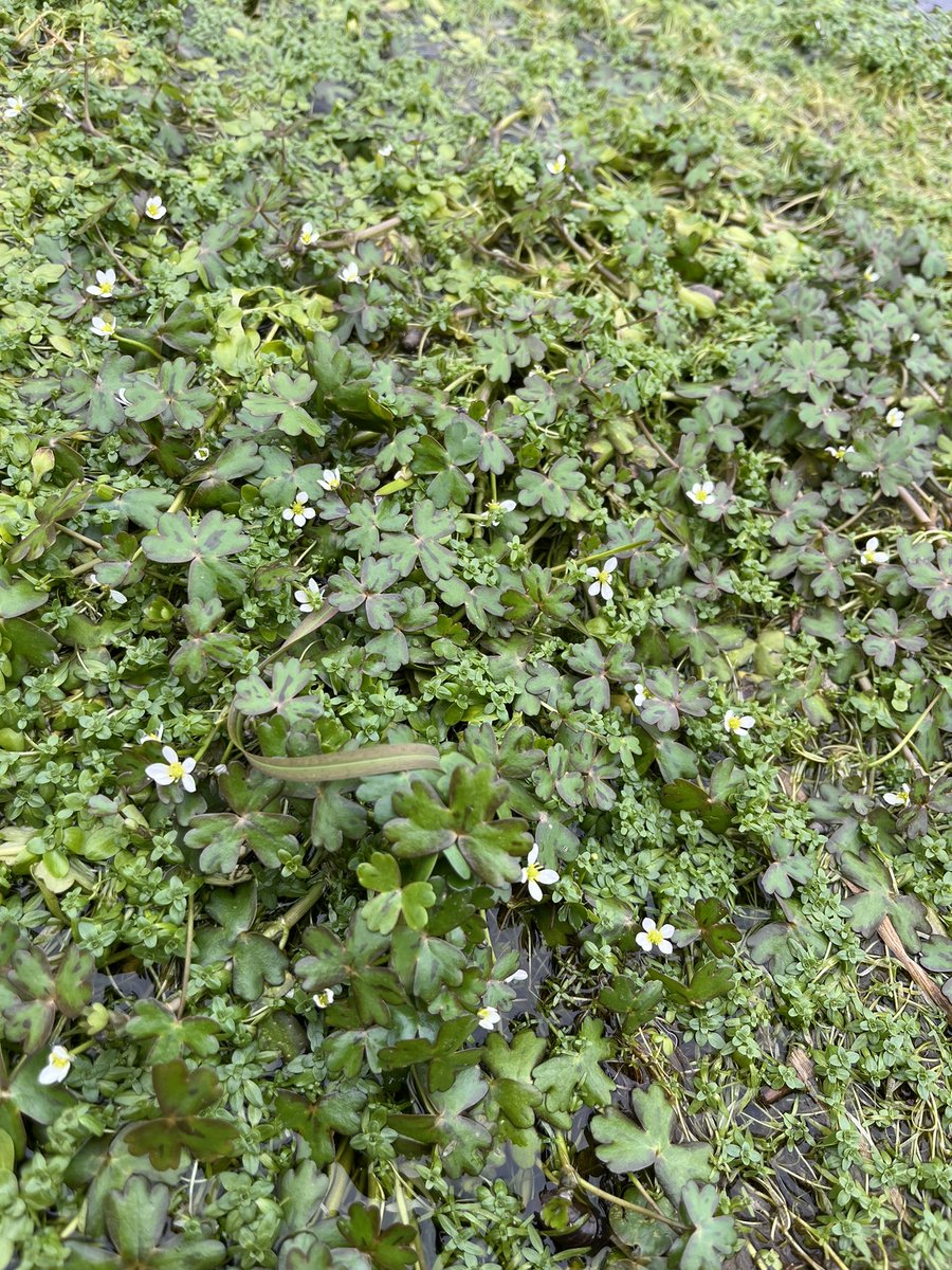 FIND OF THE CENTURY AGHhh!!!! Red-list Endangered, found at <100 places in Britain & formerly presumed extinct for Dorset…I cannot believe I’ve found this GORJ Three-lobed Crowfoot (Ranunculus tripartitus) at a site in Dorset! Wowowow!! 😍🌱