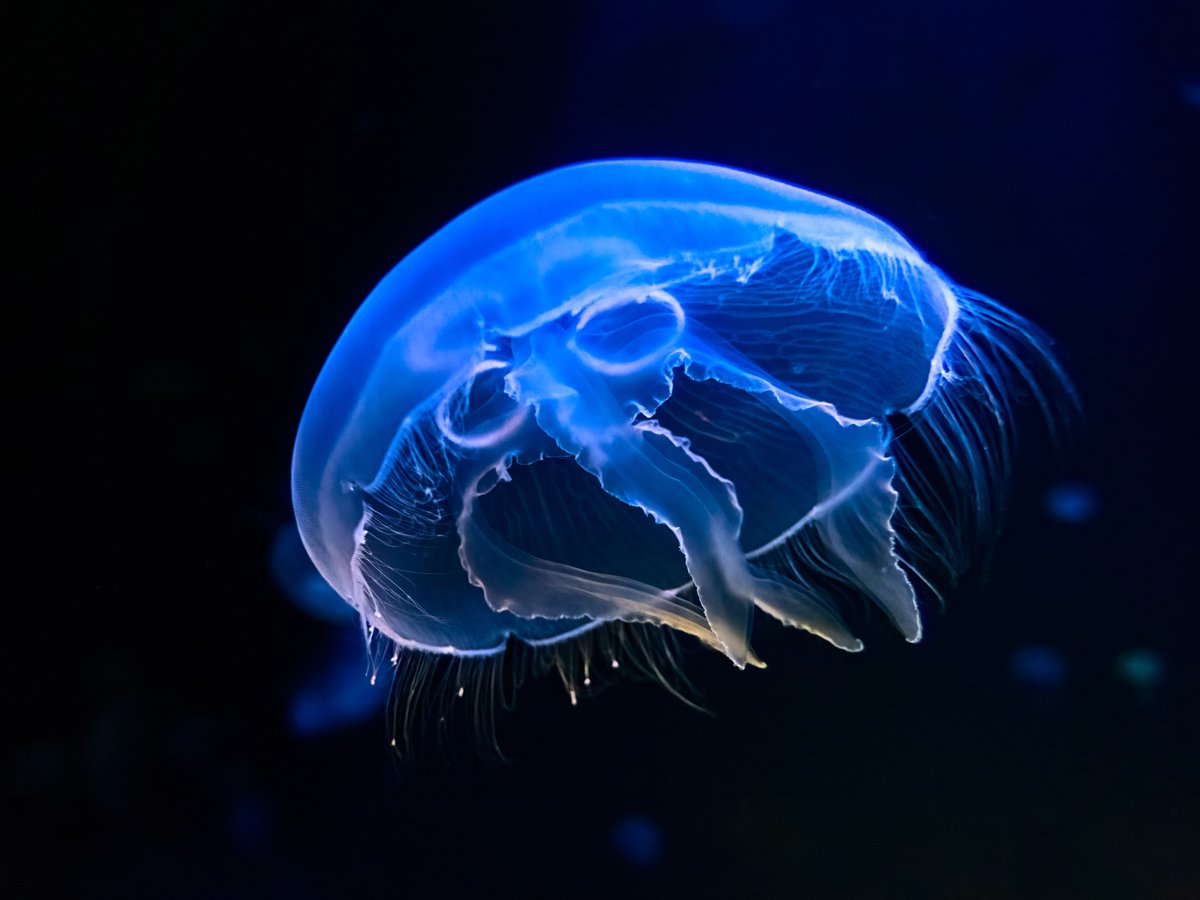 From our perspective here in Washington, the moon will only cover about 20% of the sun's surface during today's eclipse. 

Enjoy some 100% moon jellies to make up for it. 🌘🪼