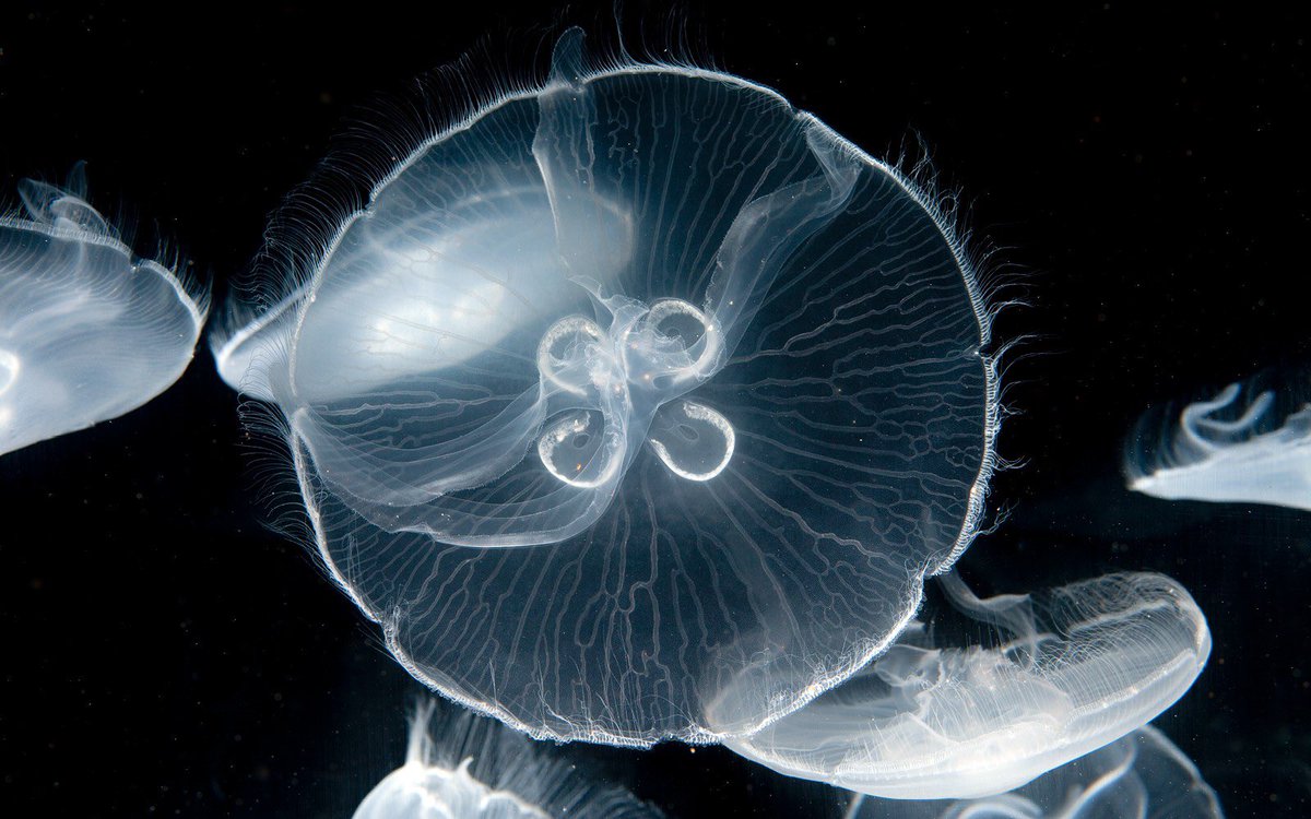 🎶 Hoa hoa hoa hoa hoa 🎶 Our version of the eclipse. No glasses necessary, unless you have goggles. Pumpkinseed sunfish to moon jelly.