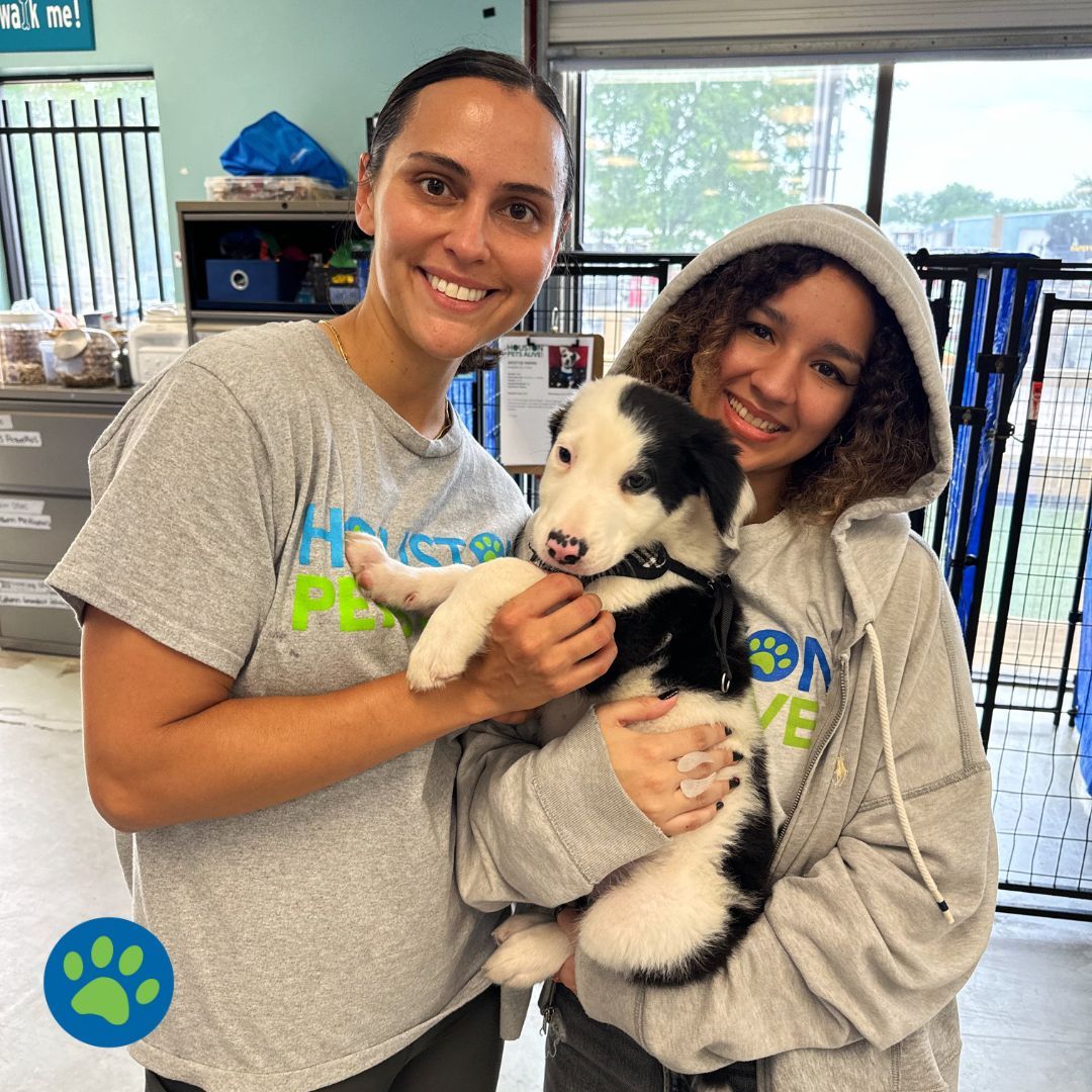 A heartfelt shoutout to our incredible volunteers at HPA! 🐾 Your dedication brings so much joy and comfort to our animals every single day. From the bottom of our hearts, thank you for helping us fulfill our mission and make a difference in the lives of so many furry friends! 💖