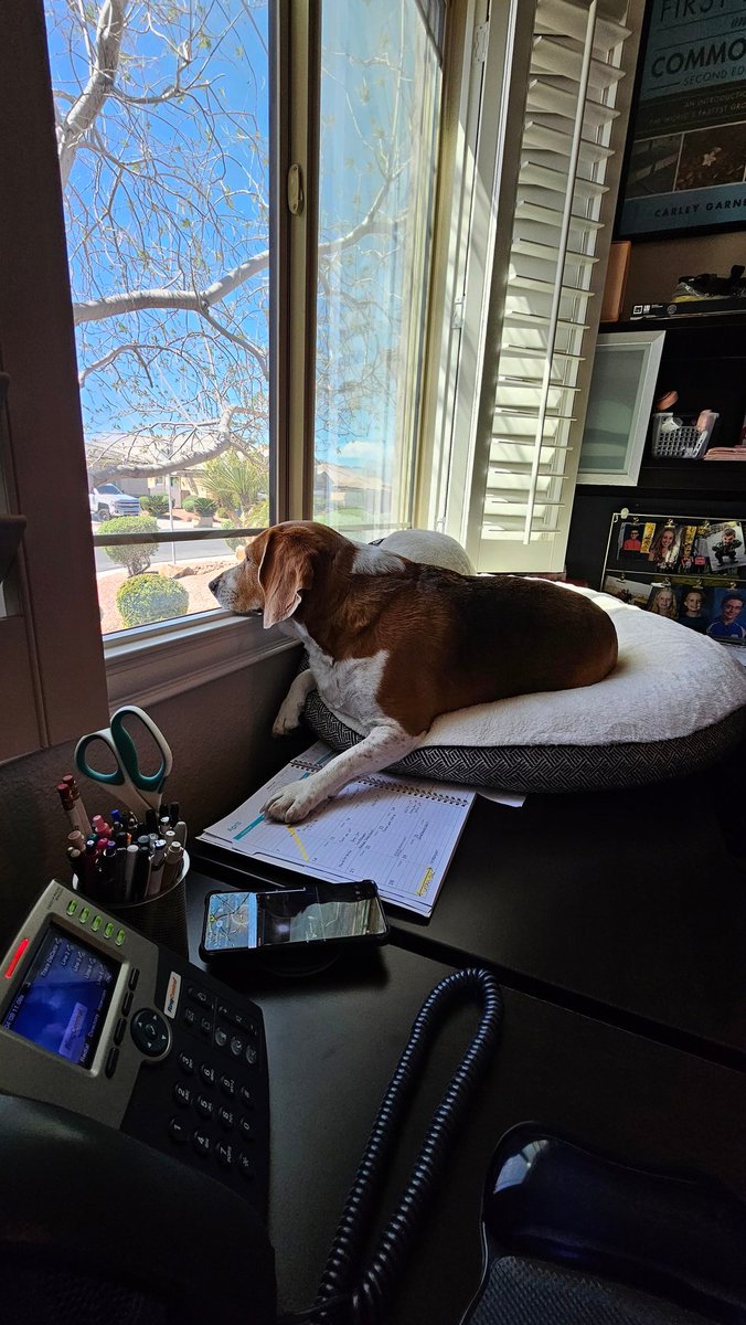 Franki doesn't know what is happening, but she knows SOMETHING is happening. She demanded to be put on the desk to watch. #eclipse 🔭👀