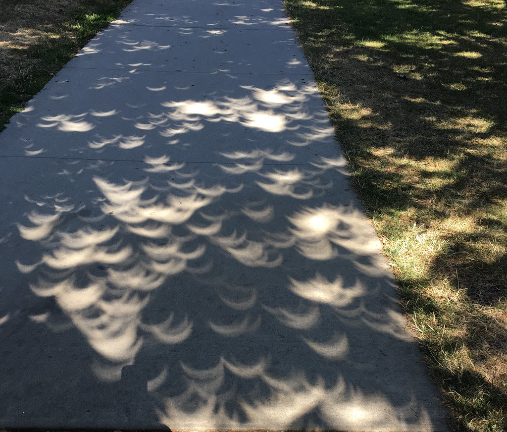 Reason 256 trees are great in cities 🌳 

Their shadows provide hundreds of safe little views of solar eclipses via the pinhole effect!!

🌚 🌞 🌙 

#solareclipse #SolarEclipse2024