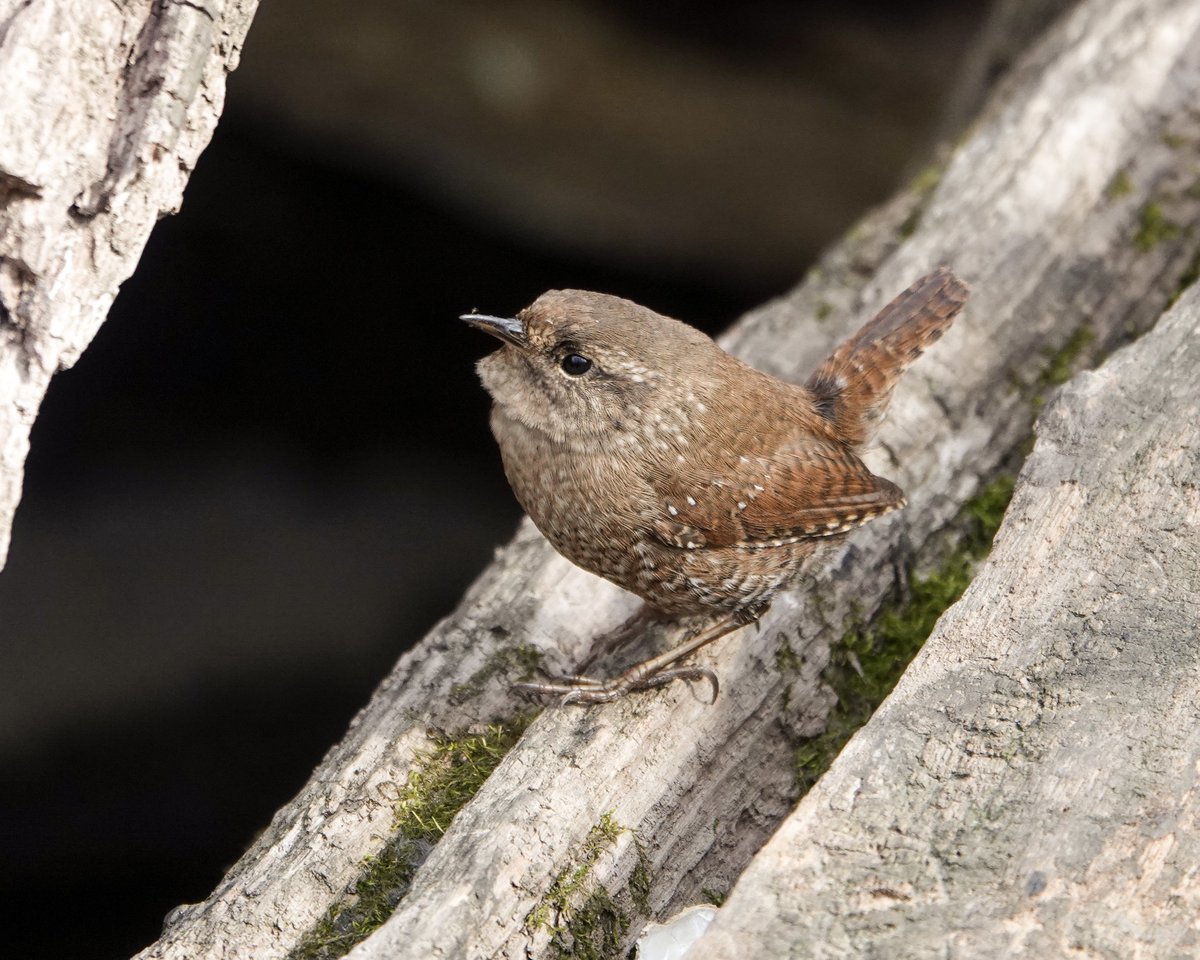 I, too, have seen the Winter Wren at Laupot - such a cooperative little birb! 💚🪶 #birdcpp #birdwatching #birdphotography #naturephotography #centralpark