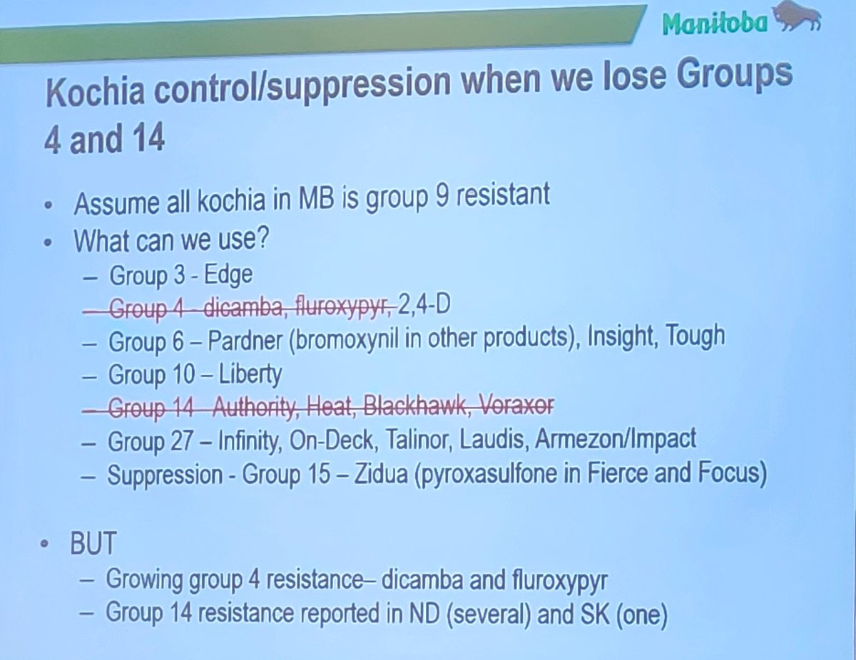 What happens if we lose the group 4s and 14s for Kochia control? A bit of a scary Kochia story from @storytimewitkim Note: 'Assume all kochia in MB is group 9 resistant' - I would make the same assumption in Saskatchewan guys.