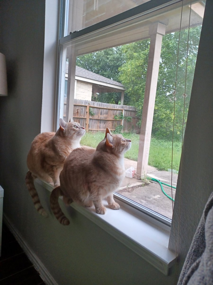 My cats are eclipse watching too bad about the cloud cover