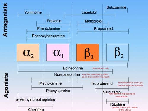 ✳️ Adrenergic Receptors & Adrenergic Drugs - ملخص