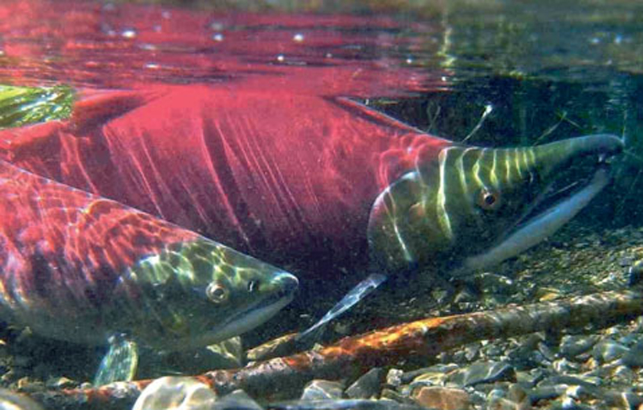New study looks at how different climate conditions affect juvenile sockeye salmon to help scientists more accurately predict future changes to better protect communities from the impacts of climate change. #SockeyeSalmon #ClimateChange #MarineScience fisheries.noaa.gov/feature-story/…