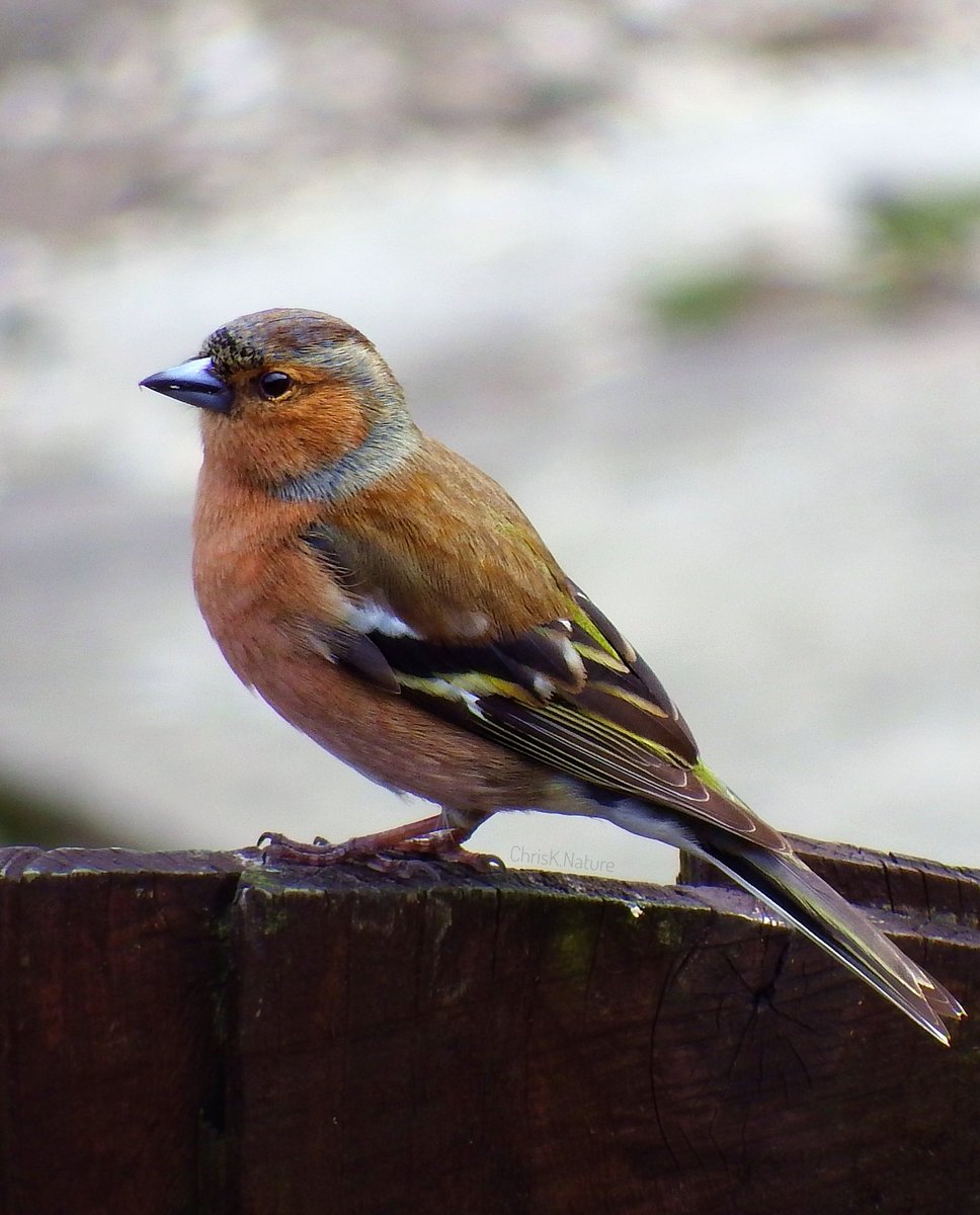 Chaffinch (male) On the neighbour's gate 📷 Fuji S1 #birds #wildlife #nature #NatureBeauty #Chaffinch #TwitterNatureCommunity