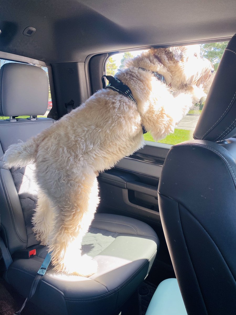 Going to see the eclipse… eat my dust!! #dogsoffacebook #DogsOfX #dogsofinstagram #dogsofinstagram #wheatenterrier #dogoftheday #scwt #rideon #solareclipse