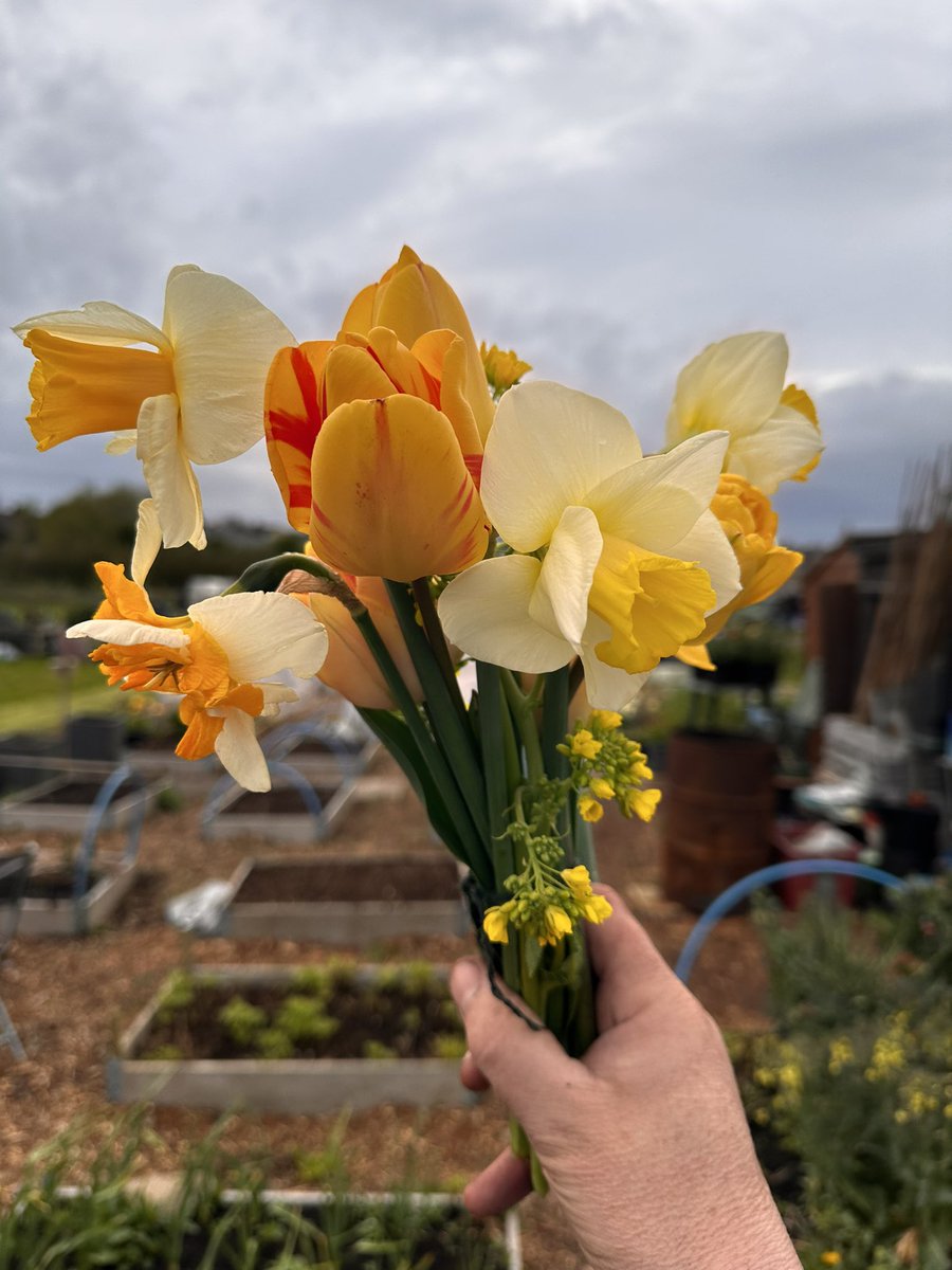 Monday Lottie wouldn’t be Monday Lottie without a bunch of Monday Night Lottie Flowers ❤️ #Allotment #GardeningTwitter