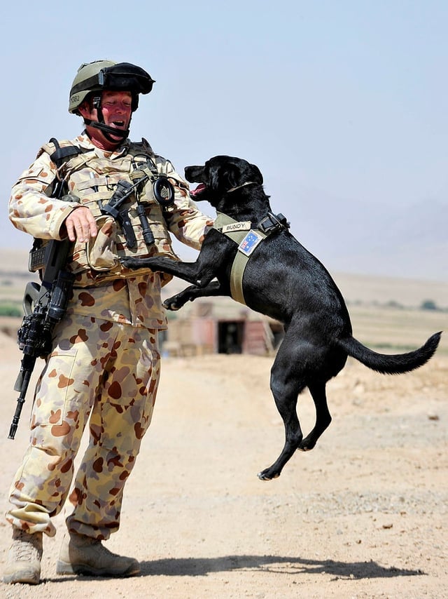 Avustralya Ordusu İstihkam Subayı David Brown ve Uruzgan Eyaletindeki Mentoring Task Force One'dan (MTF-1) Patlayıcı Tespit Köpeği Bundy. (2010)