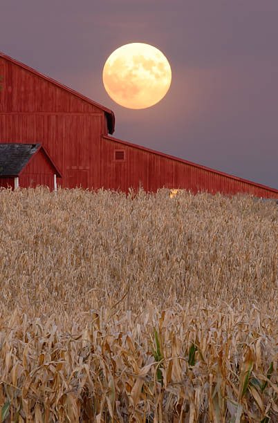 Fortunate for the moon's gentle light, we eagerly anticipate the eclipse, a cosmic spectacle igniting wonder and curiosity.