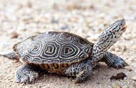 The 5th gr. CWES students have been raising their class terrapin, Nacho! Today we did a gender reveal and Nacho is a GIRL 🧡. Congrats!! #belonggrowsucceed #aacpsback2awesome #terrapin