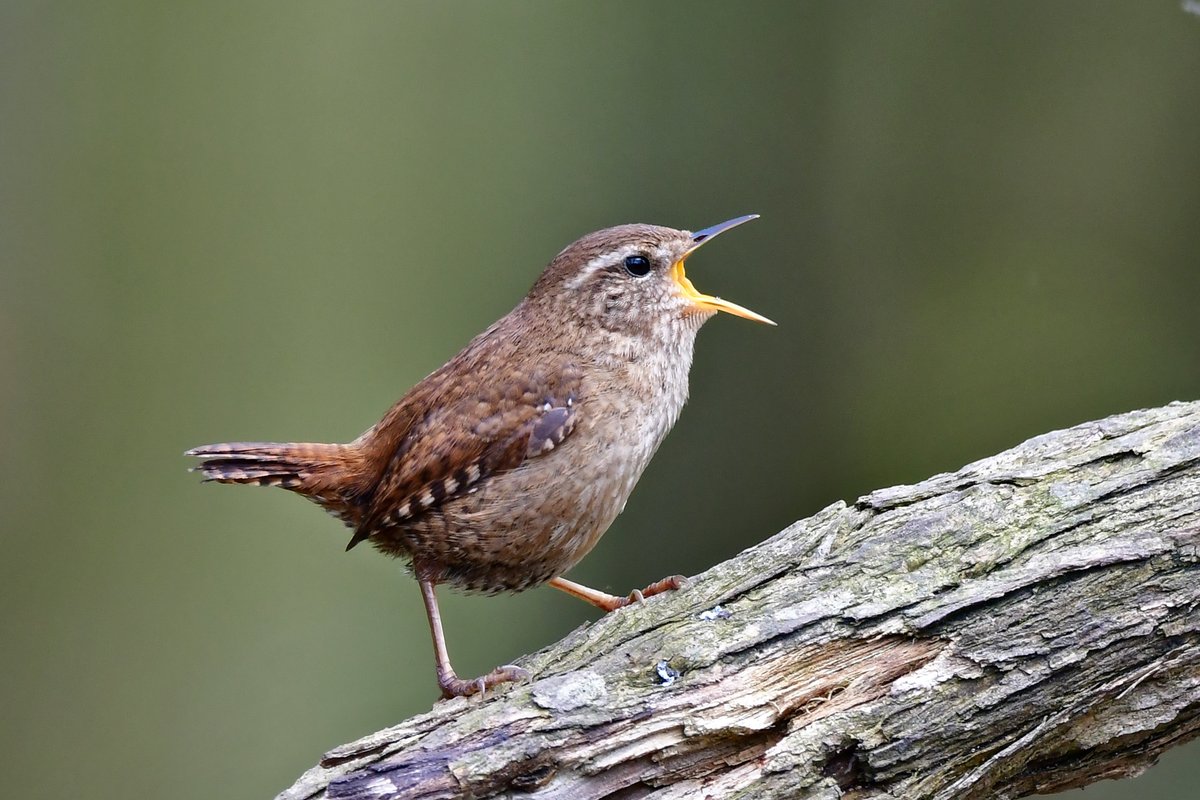 Bird on a stick 08 04 24 Wren (Troglodytes troglodytes) singing for a mate. @Natures_Voice @cumbriabirds #sharemysigma #bos2024 #BirdsOfTwitter