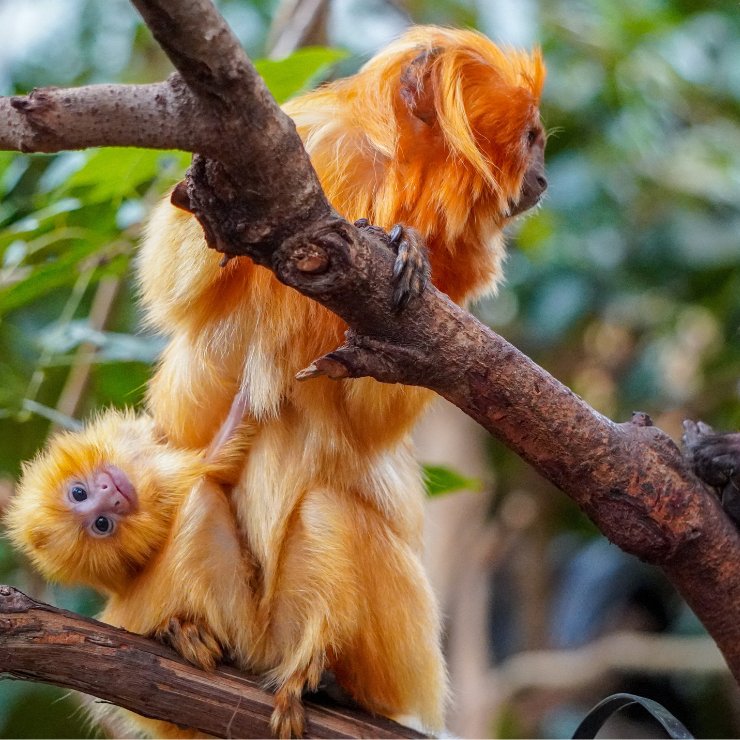 It's #NationalZooLoversDay! Come celebrate by meeting our newest tiny resident! This adorable golden lion tamarin baby was born on March 21 to dad Kyle & mom Raff. ‍‍‍ Golden lion tamarins are endangered, so this birth is a big win for the species!