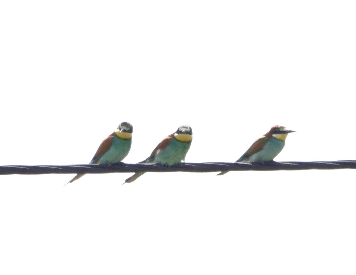 I caught up with the Bee eaters I knew were around as I can hear them calling. Good numbers in the saltpans on the Fort Rata road. Tavira, but always distant .#BirdsSeenIn2024