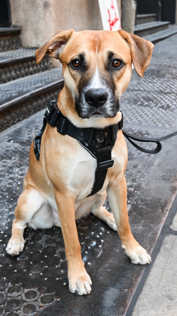 Smoky, Black Mouth Cur (1.5 y/o), Prince & Greene St., New York, NY • “I have a lot of problems with anxiety and social stuff, so it’s really nice to just have a dog around. He’s my best friend.”