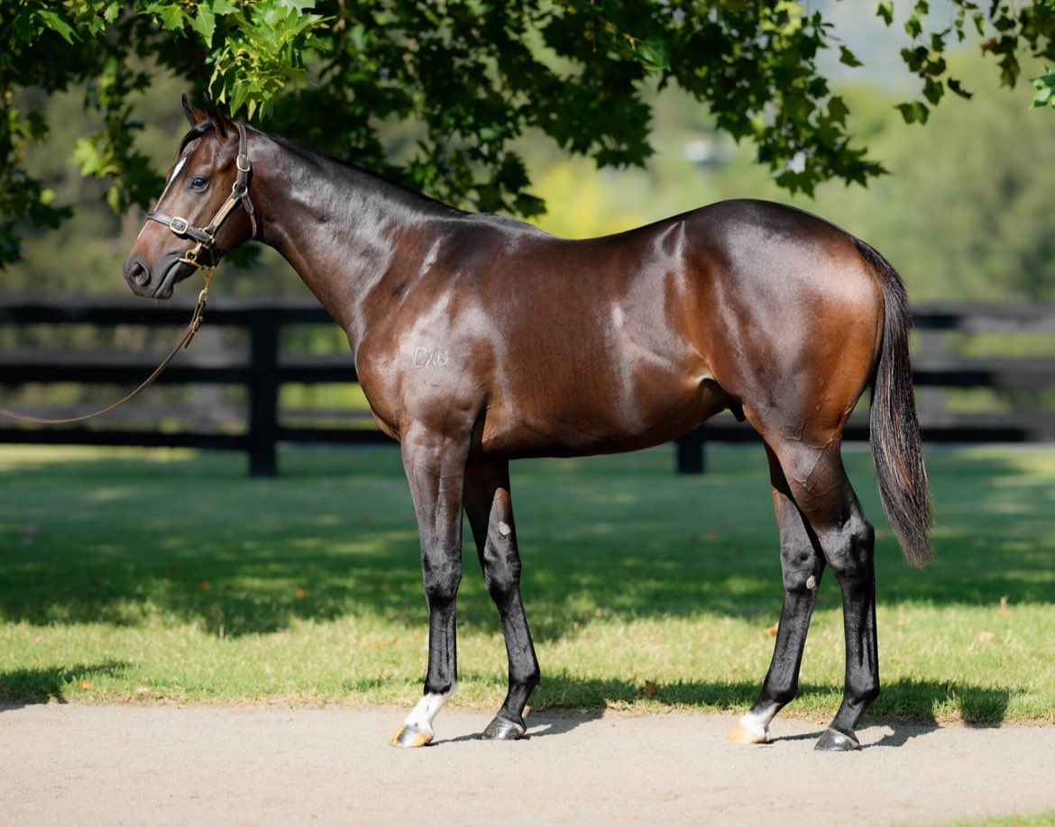 1️⃣1️⃣ spectacular colts secured @inglis_sales Easter to race in the 🔴🟡 for our colt syndicate w/@NewgateFarm, @gobloodstockaus, @TrilogyRacing1 & co. They head to @MattVella_RS as their first step on the road towards the 2025 Golden Slipper.