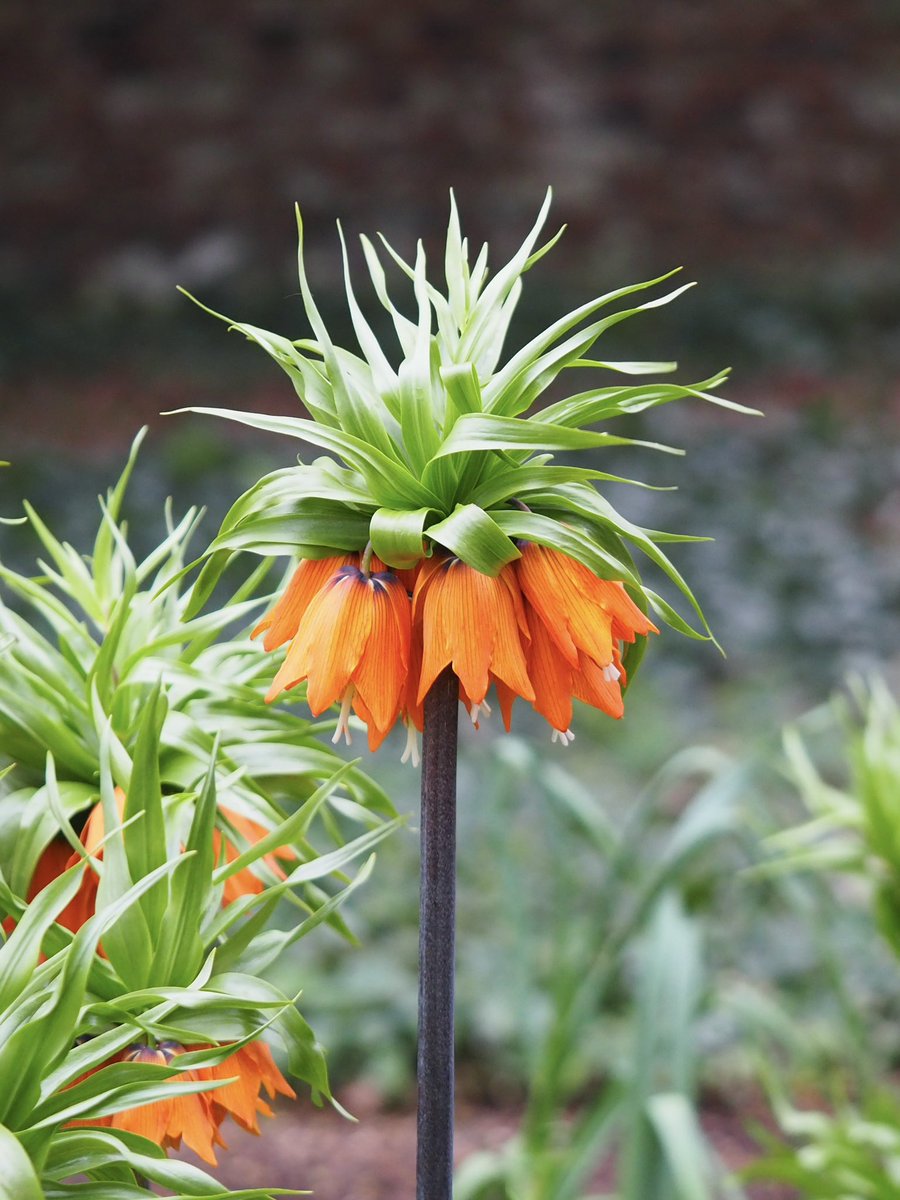 Fritillaria imperialis, crown imperial. Such a cool flower! #flowers #DunhamMassey