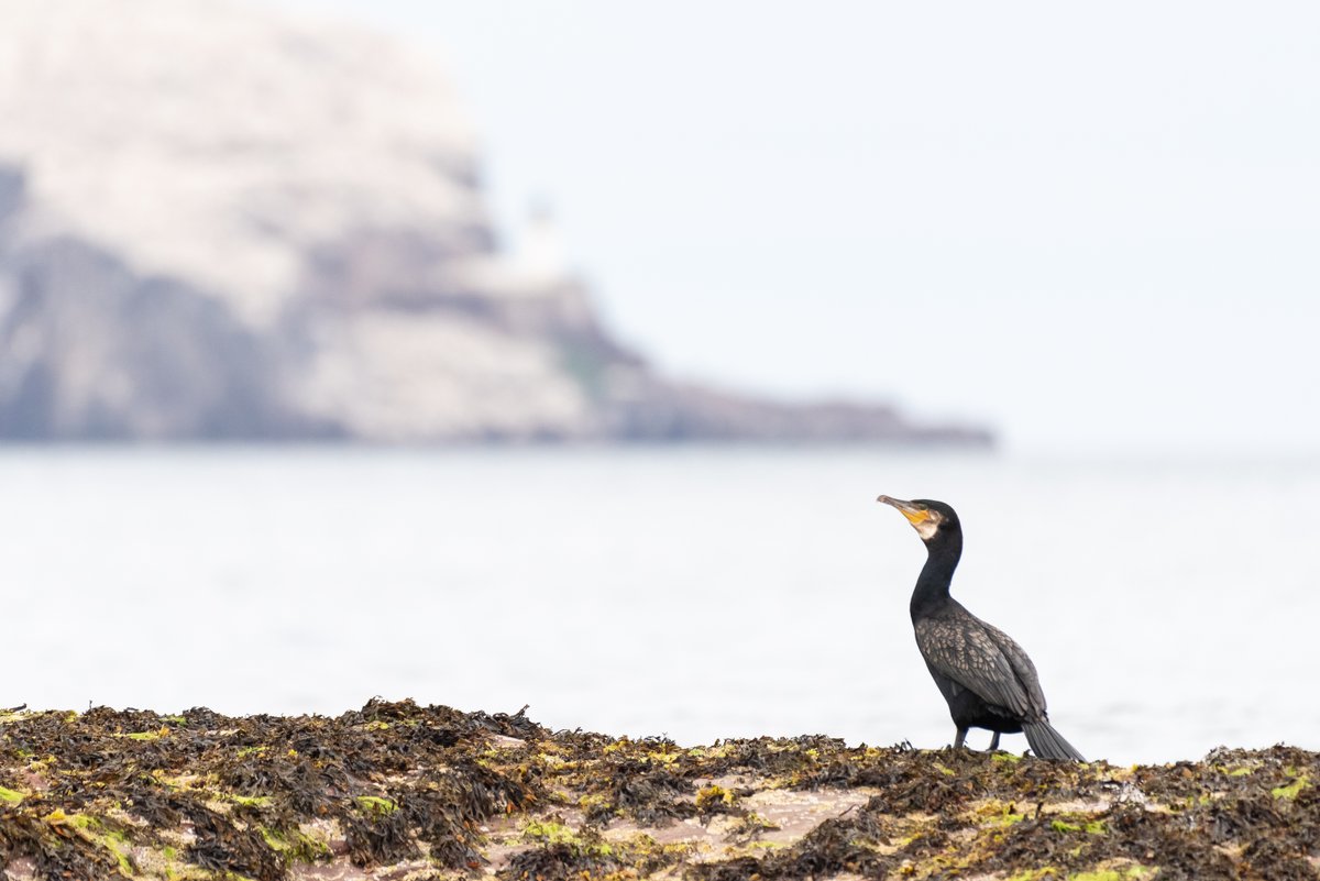 This Friday, experience the scenic coastline of North Berwick, and the amazing species that call it home, on a guided wildlife walk. 1pm-2.30pm Fri 12 April Tickets £7.50 Booking and info: seabird.org/events/coastal… 📷©️E Marriott, J McDermaid #GreenTourism #RespectProtectEnjoy