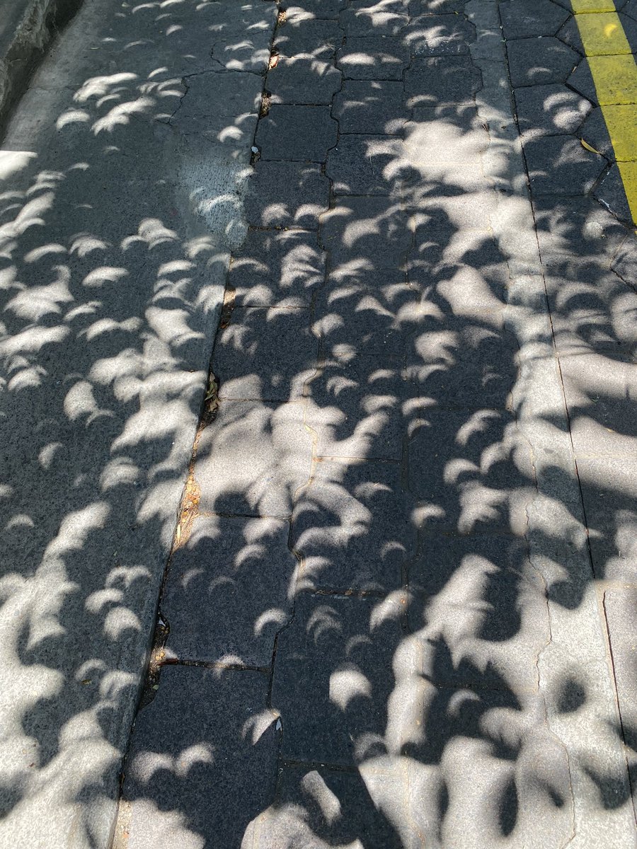 Total eclipse of the tree