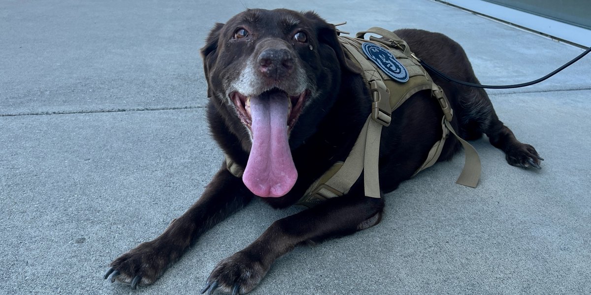 In honor of National Pet Day, we're throwing it back to the paw-some memories of our event with Paws of Honor! 🐾  We love our furry friends here at Pohanka Volkswagen! 🚗🐶

#ilovepohanka #pohankavolkswagen #capitolheightsmd #nationalpetday #pawsofhonor