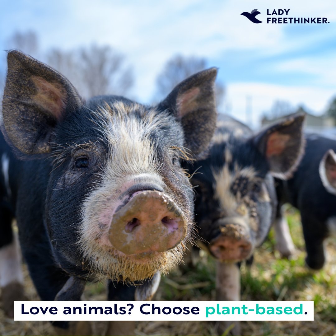 Pigs wag their tails when they’re happy – just like dogs!

If you wouldn’t eat a #dog, why would you eat a #pig? Choosing #plantbased foods is an easy, healthy, and delicious way to help #SaveTheAnimals!

#EndDogMeat #AnimalsAreFriendsNotFood