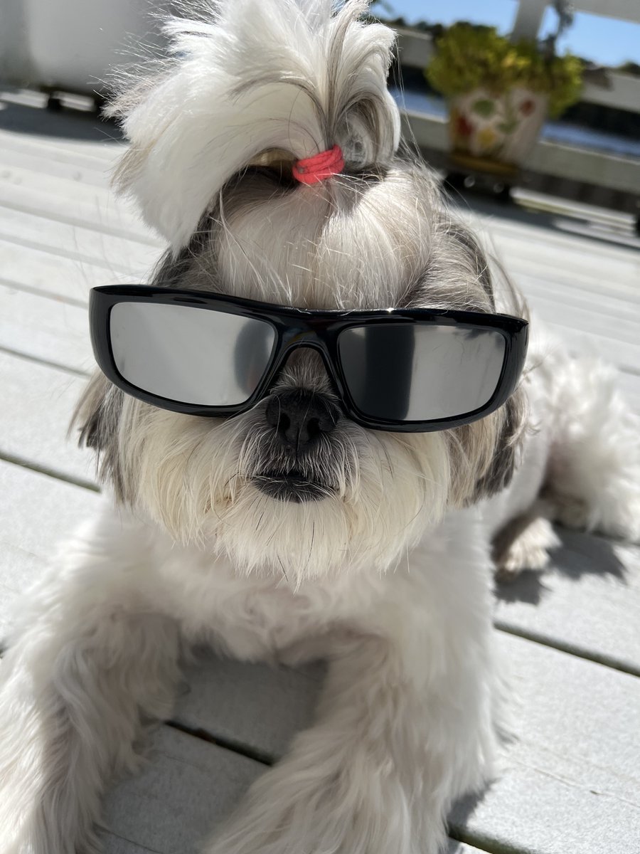 Perfect skies for our partial eclipse! Safety first pals😎 #ZSHQ #PalsPorch #SolarEclipse2024